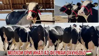 31 октября 2024 г.