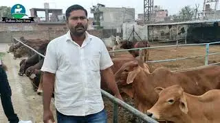 HF, Sahiwal cow suppliers, 2 Load to Maharashtra, Details in Marathi language.🙏