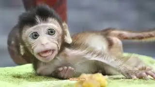 What happen Ting Ting? Look so miserable small baby monkey Ting Ting open big mouth