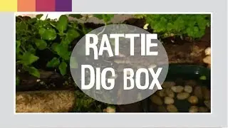 DIY | Making A Reusable Sprouted Soil Dig Box | Small Animal Friendly