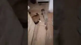 Максик с Алисой на даче