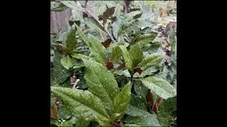 Live Garden Stream 24/7! Relaxing Music and Peaceful Scenery
