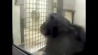 Chimpanzees play the ultimatum game