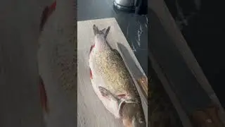 Головень на грилі !!!