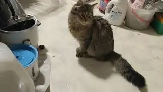 Waiting for Dinner
