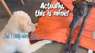 Our Greyhound's Gentle Reaction to a Playful Puppy's Delightful Mischief