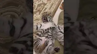 Вот такие были чудесные малыши 🥰 но так быстро выросли 🥹