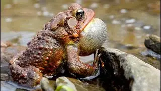 Toads Are Wild Fun!