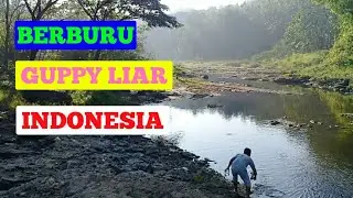 ● Berburu Guppy Liar Mendapat Ikan Julang Julang