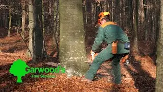 Tree Surgeon