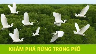 KHÁM PHÁ RỪNG TRONG PHỐ  | Nhà Hai Lúa
