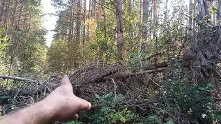 Бурелом
