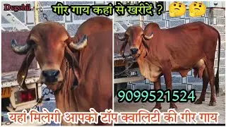 🔥क्या आप गीर गाय खरीदना चाहते हैं 🤔🤔 ? |  Dvgohil | 9099521524  #gircow #gircowforsale