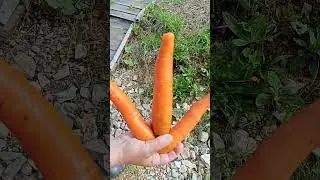 Три морковки рыжего Барсика