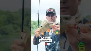 Рыбачим на НЕМАНЕ! Полный выпуск на канале🔥 #fortmen #fishing #рыбалка #рыбалка2024  #неман