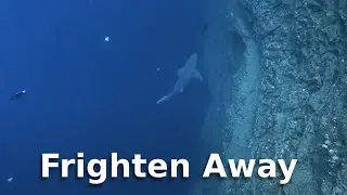 Фразовый глагол Frighten Away – перевод и произношение ver.2