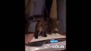 колокольчики бубенчики звенят