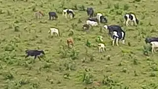 Gado no pasto depois da chuva