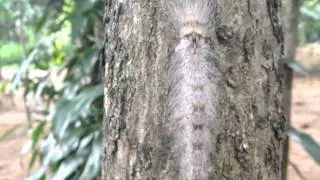 Exploring green laos