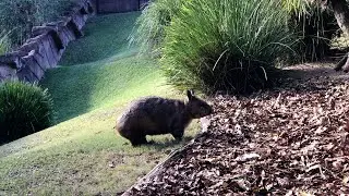 Australia Zoo Wombats