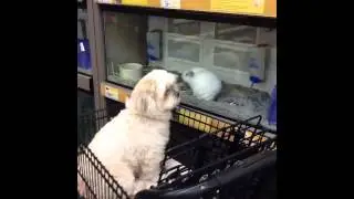 Lexie Girl at Petco I