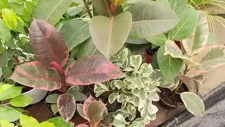 Наличие, обзор Фикусов ☺