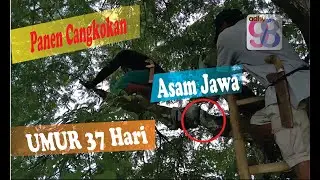 Panem Cangkoan Asam