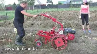 Копаем картошку мотоблоком 