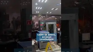 Árbol cae de 8 metros sobre la sede de la SSC en CDMX #shorts