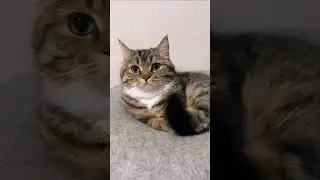 #шайлураптор #индоминусяйца