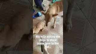 Cat: Go away!