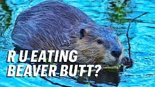 Foods You Eat That Contain Beaver Butt Juice || GutBusted