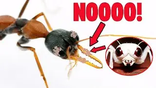 Unos bichos se están comiendo viva a mi hormiga bulldog. Cómo acabar con los ácaros de las hormigas.