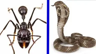 What is the largest venomous snake and most venomous insect in the world?