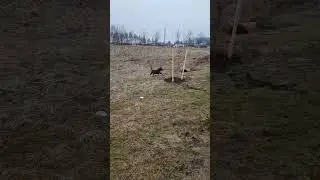 Петя бультерьер 😎 