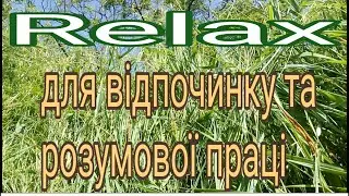 Идеальное сочетание: природные звуки и потрясающая классическая музыка