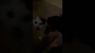 Hey pretty kitty #catvideo #catslover #kitty #cute #meow  #meowed #cat #teddy #love #baby