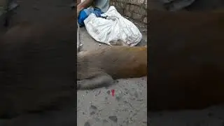Nautanki Bandar 🐒🐒 Kaisa Laga Mazak 🐵🐵 