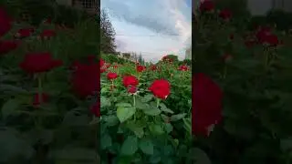 Дарите женщинам цветы 🌺