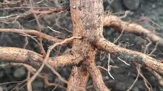 Когда лучше посадить дерево? Весной или осенью???