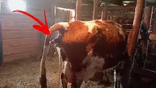 ТЯЖЕЛЫЕ РОДЫ У КОРОВЫ... ПОПОЛНЕНИЕ В ХОЗЯЙСТВЕ!!!
