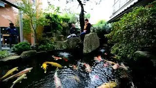 Modern Koi Blog 