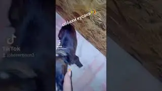 щенкам 1 месяц/немецкие бокеры