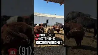 BUXORO VOBKENT ZOTDOR HOʻKIZLA ZOʻRLARI SOTILADI!