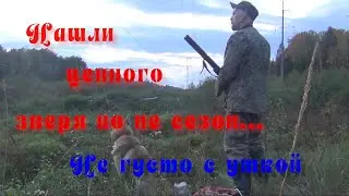 Нашли ценного зверя.Не густо с уткой.