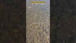Горбуша в центре Магадана идет на нерест