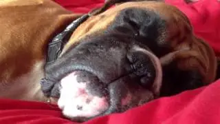 Boxer Dog Snoring (Sasha)