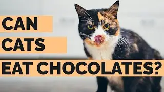 Will Chocolate Hurt Cats ? | Can Cats Eat Chocolate Answered !!.