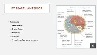 Movement and Innervation of the Anterior Forearm in 2 Minutes