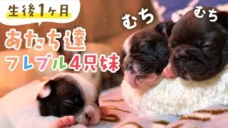【フレンチブルドッグ子犬】